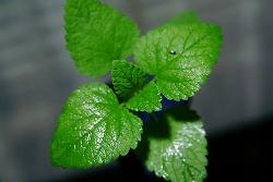 110706mint01.jpg