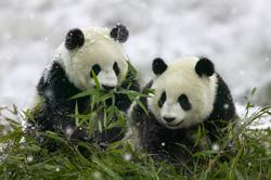 110729panda.jpg