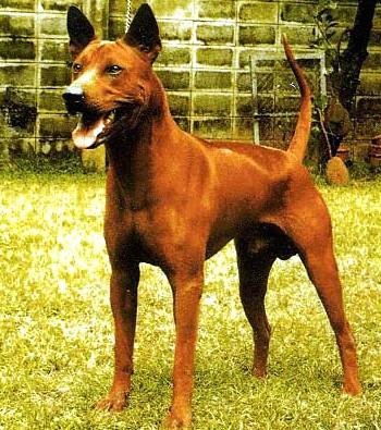 20111110 thailuckydog.jpeg