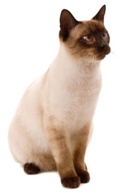 20111114luckycat.jpg