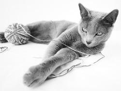 120322cat.jpg