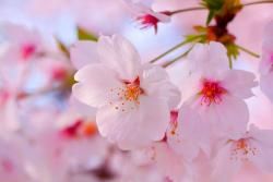 120404sakura01.jpg