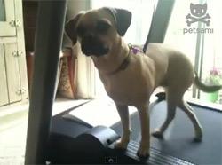 120605dog.jpg