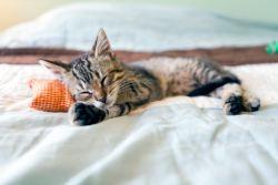 120718cat.jpg