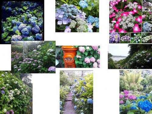 ジメっとした気分を吹き飛ばせ! いまが見ごろ、鎌倉の紫陽花写真の数々