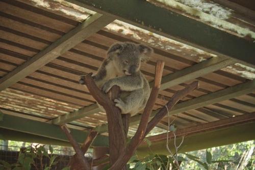いきいきとした表情をリアルに撮る方法を紹介! オーストラリアの動物を撮影してきました【カメラ生活】