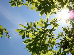 夏バテよりも深刻な「新型秋バテ」は、1日2回の“紅茶”でリセット!?