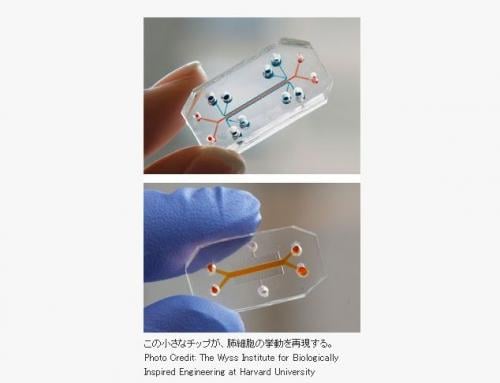 人体の器官を人工のチップで再現する【サイエンスニュース】