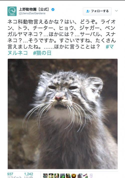 「ボクのこと忘れてないかにゃ……？」上野動物園公式Twitterに投稿された“マヌルネコ”がやっぱりブサカワ