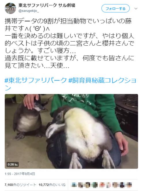 【動画】飼育員の秘蔵写真！　ペンギンが仰向けに寝るレアな動画が話題に