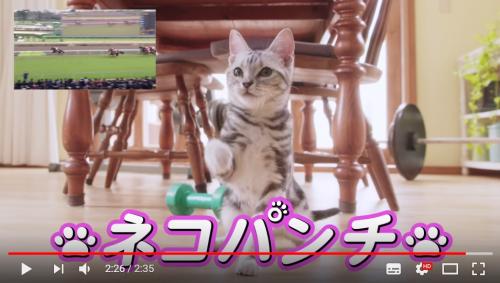 【眼福】競走馬「ネコパンチ」の名前が実況されるとアメショーの仔猫がネコパンチしてくれる動画