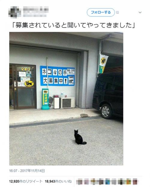 人材不足の宅配センターに救世主!?　クロネコヤマトにやってきた猫がカワイイ