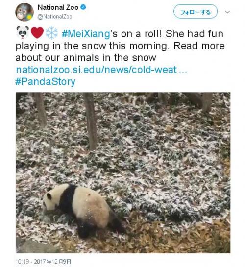 雪が降ると大喜びするのは犬だけかと思いきやパンダも　シャンシャンが雪遊びできるのはいつかな