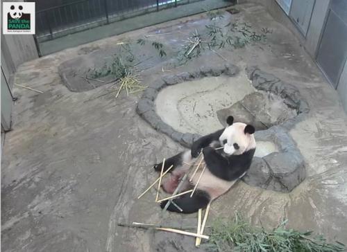 上野動物園ジャイアントパンダのライブ配信に萌える人続出！　和歌山・白浜アドベンチャーワールドにも脚光
