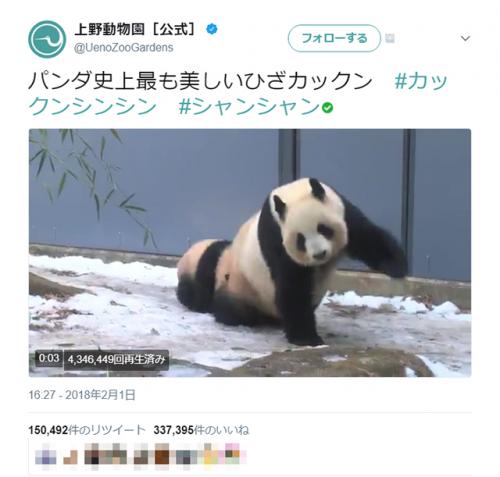 パンダ史上最も美しいひざカックン!?　上野動物園シャンシャン＆シンシン動画が可愛いアンド可愛い