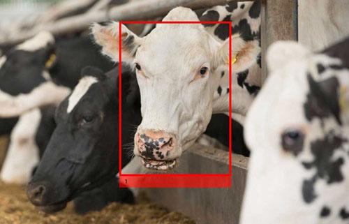 穀物メジャーが牛の顔認証技術を発表　AIで運動量や食事量まで管理