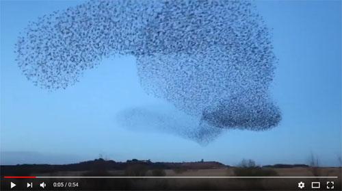 動画：空を覆うムクドリの群れのダンス　恐ろしくも美しい渦巻きの神秘