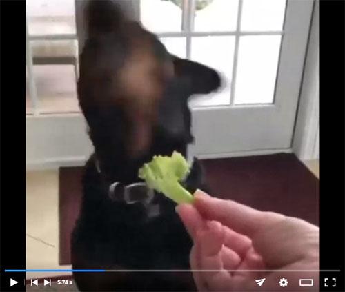犬動画：絶対に野菜を食べたくないロットワイラー　人間の幼児みたいな「イヤイヤ」をしてしまう