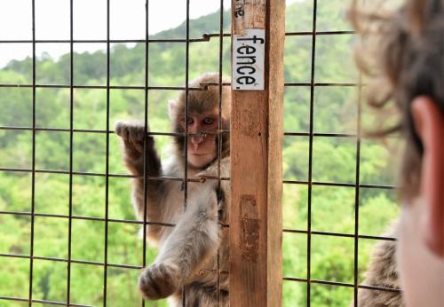 サルの楽園！ひたすら餌をもらう『嵐山モンキーパーク』の猿たちが怠惰すぎる［動画］