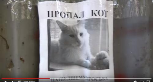 動画：コワイよー　ポスターの中の行方不明のネコがずっとこっち見てるよー