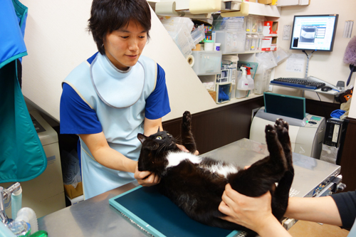 お宅の猫ちゃんは“メタボ猫”になってない? “猫ドック”受診を体験してみた