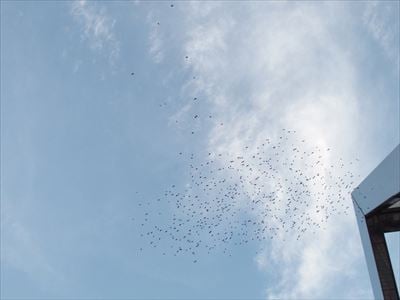 夕方になると無数の鳥たちが襲来する元・マイカル本牧周辺、鳥フン被害状況は？