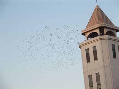 夕方になると無数の鳥たちが襲来する元・マイカル本牧周辺、鳥フン被害状況は？