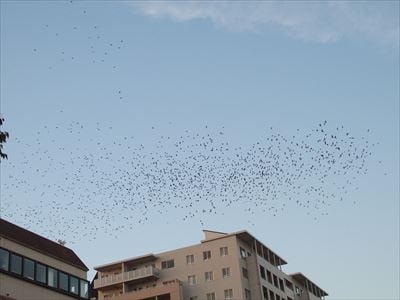 夕方になると無数の鳥たちが襲来する元・マイカル本牧周辺、鳥フン被害状況は？