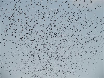 夕方になると無数の鳥たちが襲来する元・マイカル本牧周辺、鳥フン被害状況は？