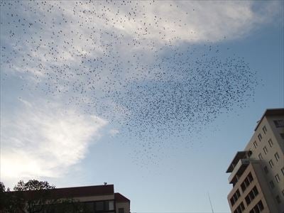 夕方になると無数の鳥たちが襲来する元・マイカル本牧周辺、鳥フン被害状況は？