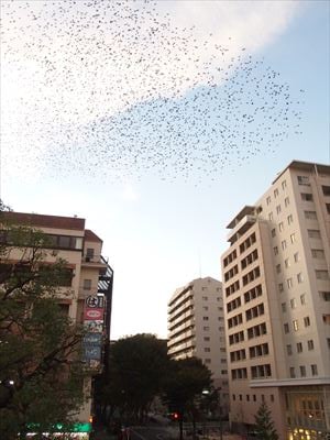 夕方になると無数の鳥たちが襲来する元・マイカル本牧周辺、鳥フン被害状況は？