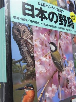 夕方になると無数の鳥たちが襲来する元・マイカル本牧周辺、鳥フン被害状況は？