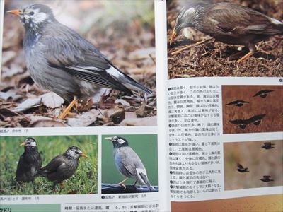 夕方になると無数の鳥たちが襲来する元・マイカル本牧周辺、鳥フン被害状況は？