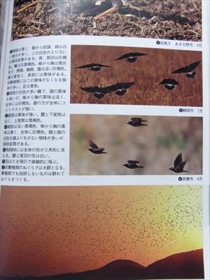 夕方になると無数の鳥たちが襲来する元・マイカル本牧周辺、鳥フン被害状況は？