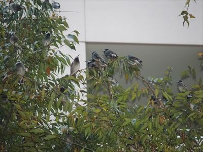 夕方になると無数の鳥たちが襲来する元・マイカル本牧周辺、鳥フン被害状況は？