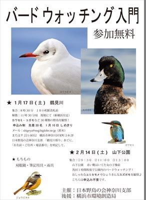 夕方になると無数の鳥たちが襲来する元・マイカル本牧周辺、鳥フン被害状況は？