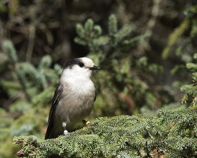 夕方になると無数の鳥たちが襲来する元・マイカル本牧周辺、鳥フン被害状況は？