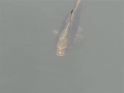 横浜のビブレ前にある南幸橋！　歩道部分が「フワッフワ」な理由は？