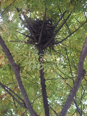 夕方になると無数の鳥たちが襲来する元・マイカル本牧周辺、鳥フン被害状況は？