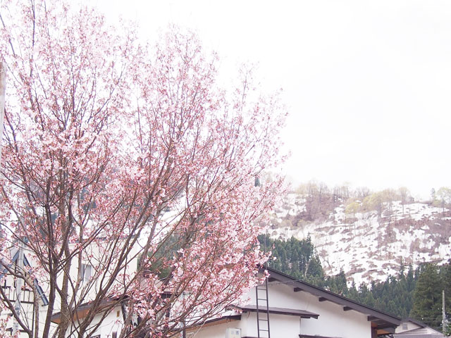 nozawa_spa_18