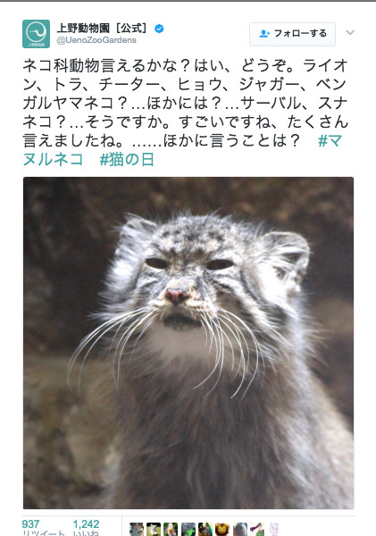 ボクのこと忘れてないかにゃ 上野動物園公式twitterに投稿された マヌルネコ がやっぱりブサカワ ガジェット通信 Getnews