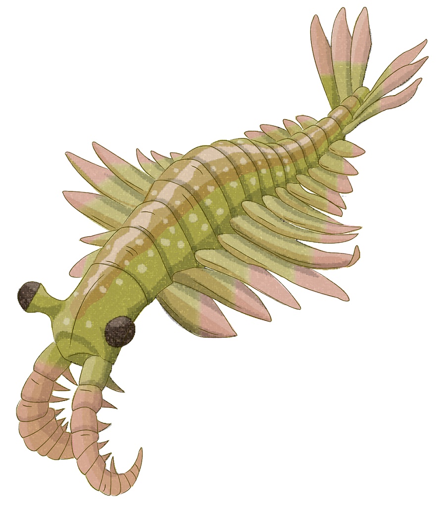 Anomalocaris