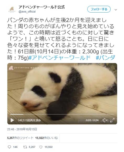 パンダの赤ちゃんが元気に ワン アドベンチャーワールド公式動画ツイートが話題に かわいいのに鳴き声は低音ボイスのギャップ萌え Ameba News アメーバニュース