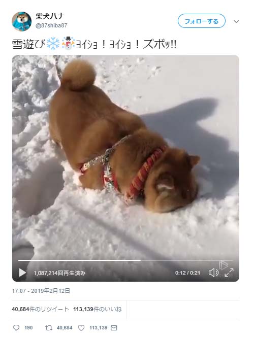 柴犬が雪遊びではしゃいだ結果 鼻ズボ が良いですね 顔つっこむとこ好き Ameba News アメーバニュース