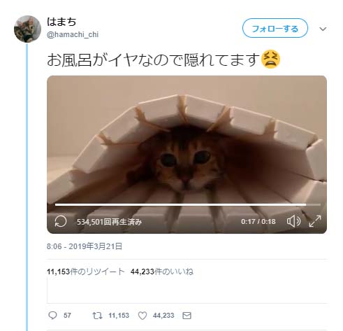 お風呂がイヤなので隠れている猫の動画に そこはお風呂 お風呂に隠れるとは ツッコミの声 Starthome