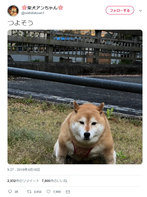 柴犬が力士のように強そうな姿に 土俵入りのよう これはハッケヨイーヌですわ の声 記事詳細 Infoseekニュース