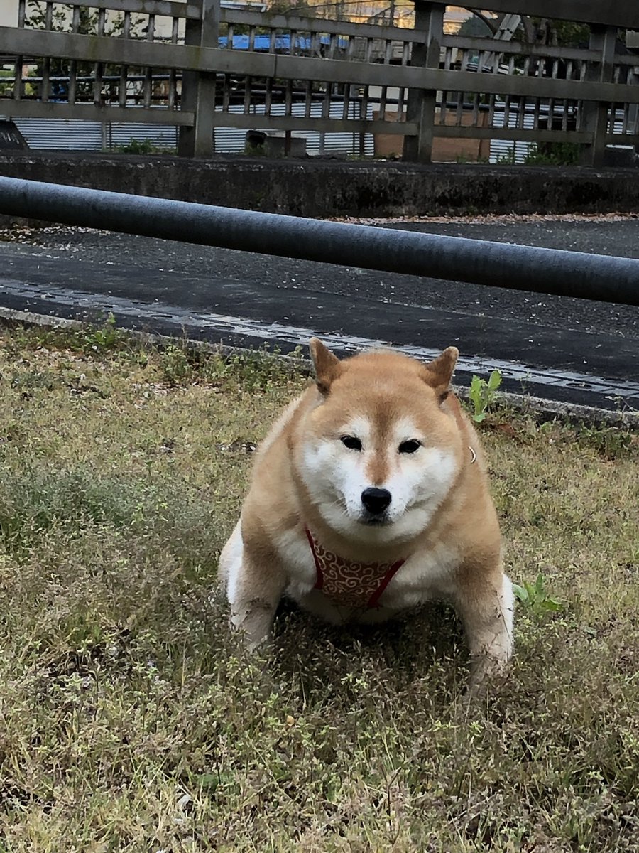 柴犬が力士のように強そうな姿に 土俵入りのよう これはハッケヨイーヌですわ の声 ガジェット通信 Getnews