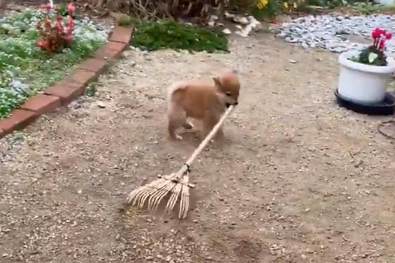柴犬の子犬が庭掃除する動画がネットで反響 可愛い庭師ですねえ お掃除してえらい Ameba News アメーバニュース