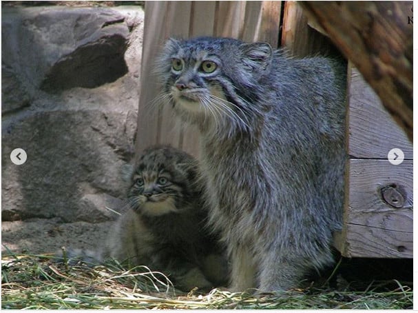 ロシアの動物園にいる赤ちゃんマヌルネコの 猫団子 が凄まじい破壊力 ニフティニュース