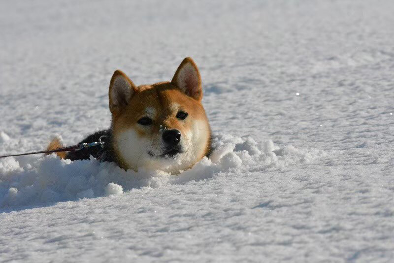 柴犬が雪の中で駆け回った結果 埋まってる ワフワフ ッ 記事詳細 Infoseekニュース